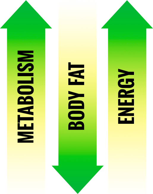 Metabolism, Body Fat, Energy